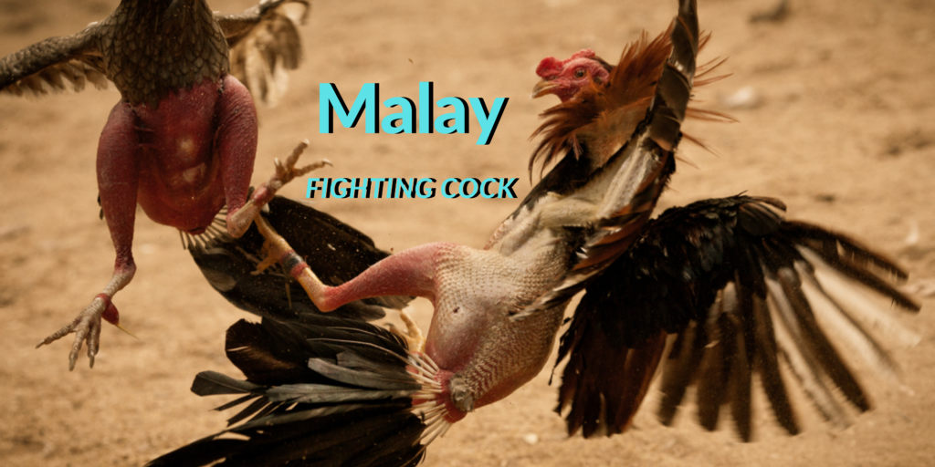 Malay Fighting Cock